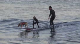 Talented surfing pooch seen riding the waves off California's coast