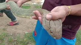 Thai villagers catch 14ft long king cobra hiding under bedroom shelves