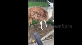 Llama enjoys a blow-dry while walking around her pen