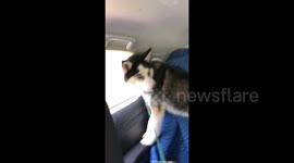 Excited pooch makes a run for it jumping out of moving car