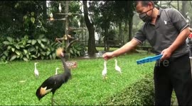 Small animal park in Indonesia struggles to feed animals under COVID-19 lockdown