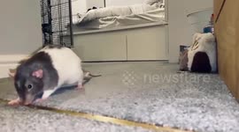 Cute Rats From Manchester Love Playing and Spending Time Together
