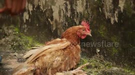 Wisdom and the stolen chicken