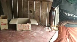 Wildlife officials rescue giant python with twenty-two eggs from jewellery shop in southern India