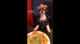 IT'S ALL ABOUT THE GUAC WITH TINKEBELLE THE DOG