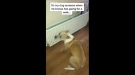 Dog screams when goes for walk