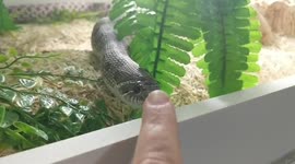 Snake-owner boops nose of pet reptile