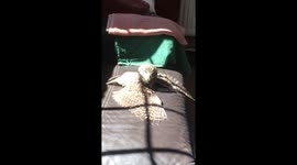 Tiny owl making the most of the sun by bathing in the rays during lockdown
