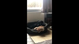 All dogs love walkies. Never to tired for one not this dog