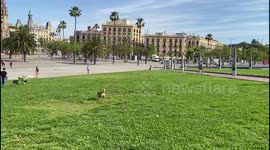 Dogs play outdoor in one of the parks of Barcelona