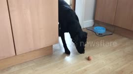A labradors first time with an egg