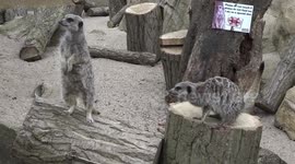 Paradise Wildlife Park Meerkats COVID19 Lockdown