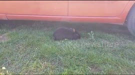 Cunning rabbit owns my car