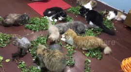 Twelve Pet Cats Enjoy 'Catnip' Session