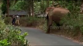 Terrifying moment wounded wild elephant suddenly charges vets