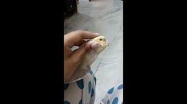 My Cockatoo enjoys her Leisure time with me