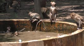Monkeys cool off in pool of water as temperatures in Thailand reach 42C