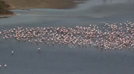 Thousands of flamingos continue to gather on Indian lake amid lockdown