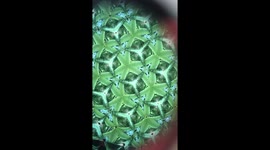 Succulents through a Kaleidoscope
