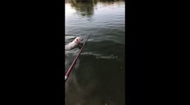 Funny dog swimming to catch that