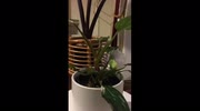 temp