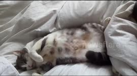 Cat loves a good tummy wobble in the morning!