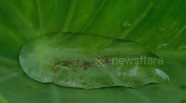 water on a tree leaf