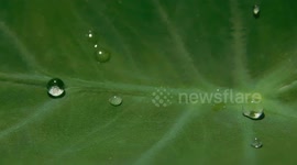 beautiful round water drop on a tree leaf