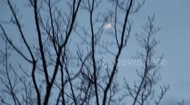 Moon and trees