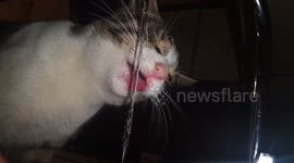 the cat is very thirsty and drinks water she doesn't even mind the camera nearby