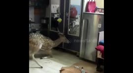 watch - Deer rescued after it crashed through roof into house in Mumbai house