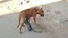 Nursing dog feeds starving cat milk amid COVID-19 lockdown in southern India