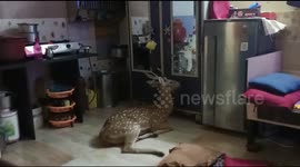 watch - Further footage -Deer rescued after it crashed through roof into house in Mumbai house