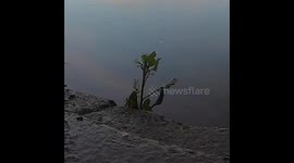 Timelapse of plant coming out of the River Thames