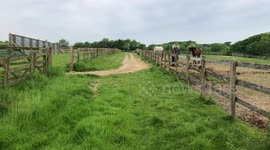 Fox stealing horse's feed.
