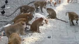 Hungry monkeys given food donations after pandemic causes drop in tourist numbers in Thailand