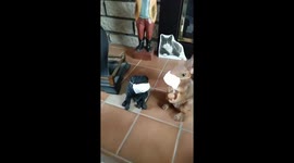 Michigan dad hilariously puts tiny face masks on every statue in the house