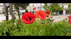 As the lockdown is lifted in France, flowers bloomed across the city of Nantes