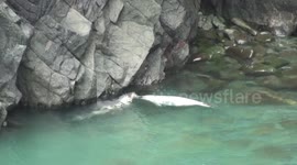 Grey seal pup plays and blows bubbles with mum in bay below Welsh lighthouse