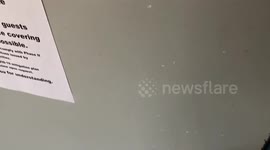 Funny waitress is charging money for coronavirus conversation.