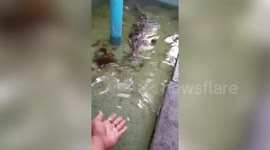 Zookeeper pets alligator he's looking after at home during lockdown