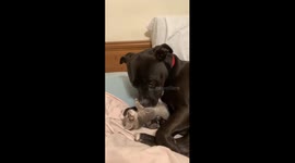 Formerly abused pitbull takes care of foster kittens