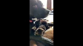 Mack, the once abused pitbull, loves his foster kittens