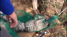 Forest officials in northern India rescue hyena trapped in wire fence around village