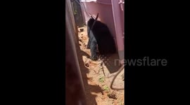 Indian officials capture bear-on-run in South Indian town