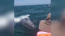 Baby whale swims up to boat and allows onlookers to stroke it off California's coast