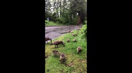 Here’s another cuteness overload for you... https://t.co/qlJJwG9Bqw