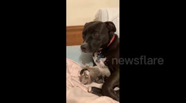 Formerly abused pit bull was terrified until he met these foster kittens