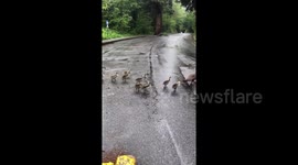 Gaggle of geese takes over road in Canada during COVID-19 lockdown