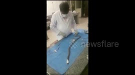 Injured cobra had been operated and it's health is being monitored daily in Southern India